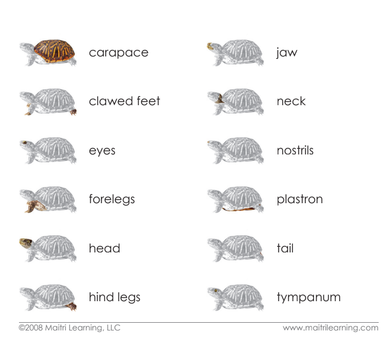 Imperfect Parts of the Turtle Vocabulary - Maitri Learning
