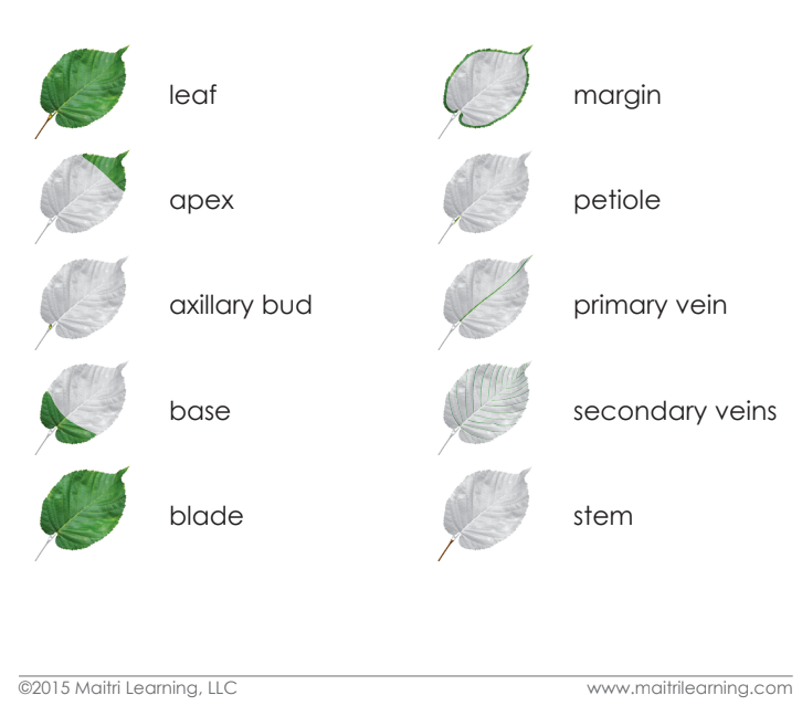Parts of the Leaf Vocabulary - Maitri Learning