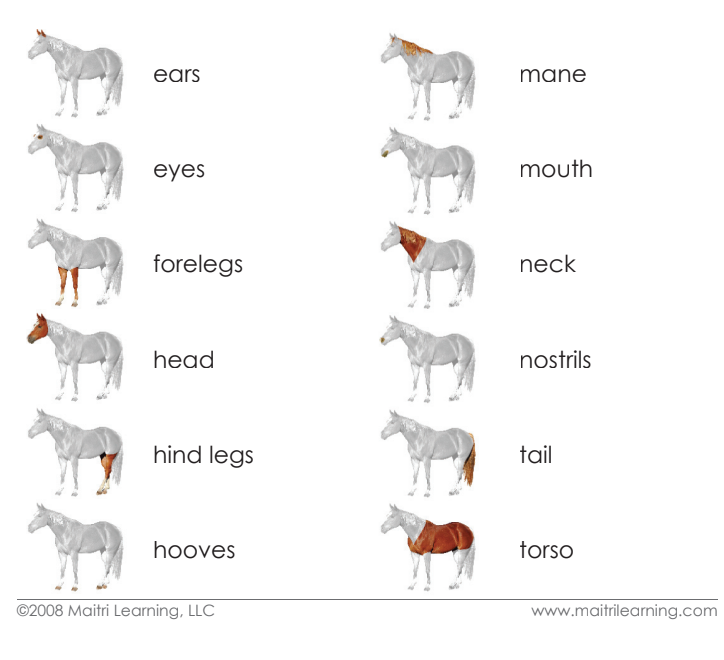 Imperfect Parts of the Horse Vocabulary - Maitri Learning