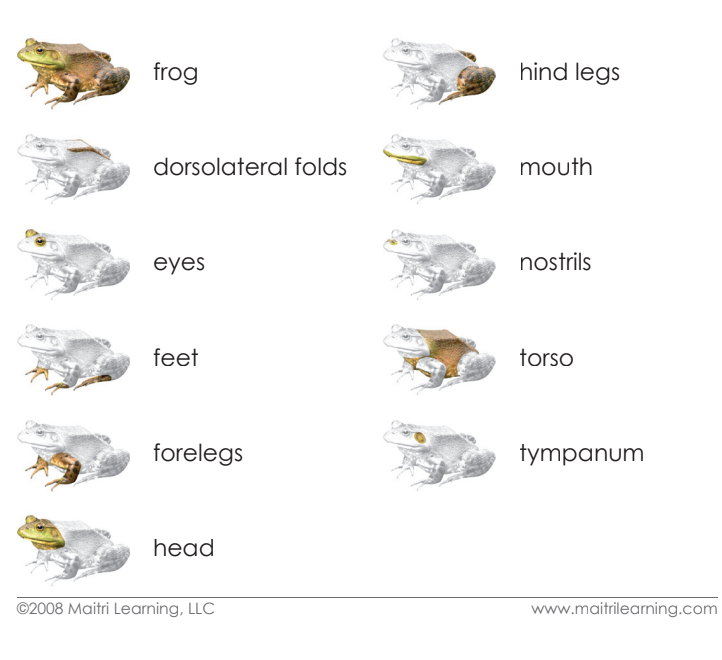 Cardstock Parts of the Frog 3-Part Reading - Maitri Learning