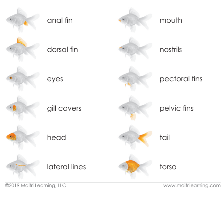 Cardstock Parts of the Fish 3-Part Reading - Maitri Learning