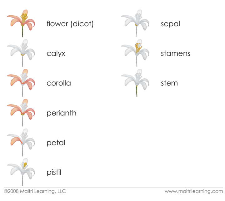 Imperfect Parts of the Dicot Flower Vocabulary - Maitri Learning