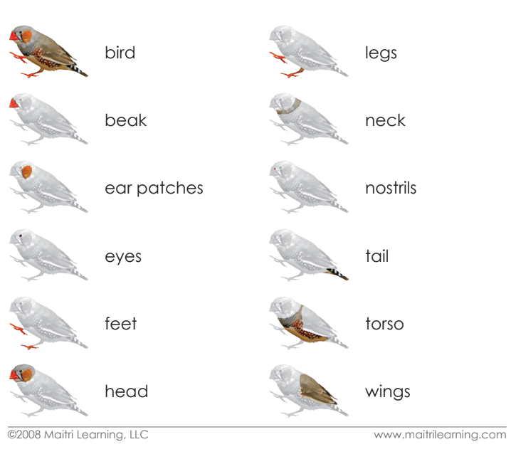 Cardstock Parts of the Bird 3-Part reading cards - Maitri Learning