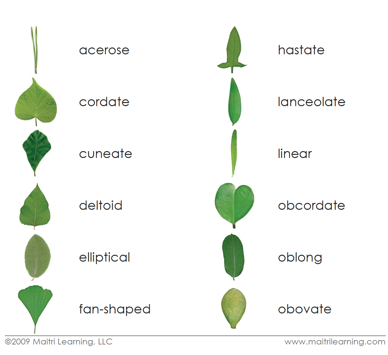 Leaf Shapes 3-Part Digital - Maitri Learning