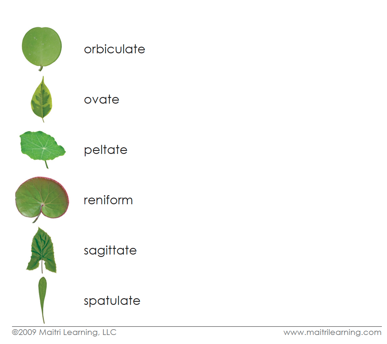 Leaf Shapes 3-Part Digital - Maitri Learning