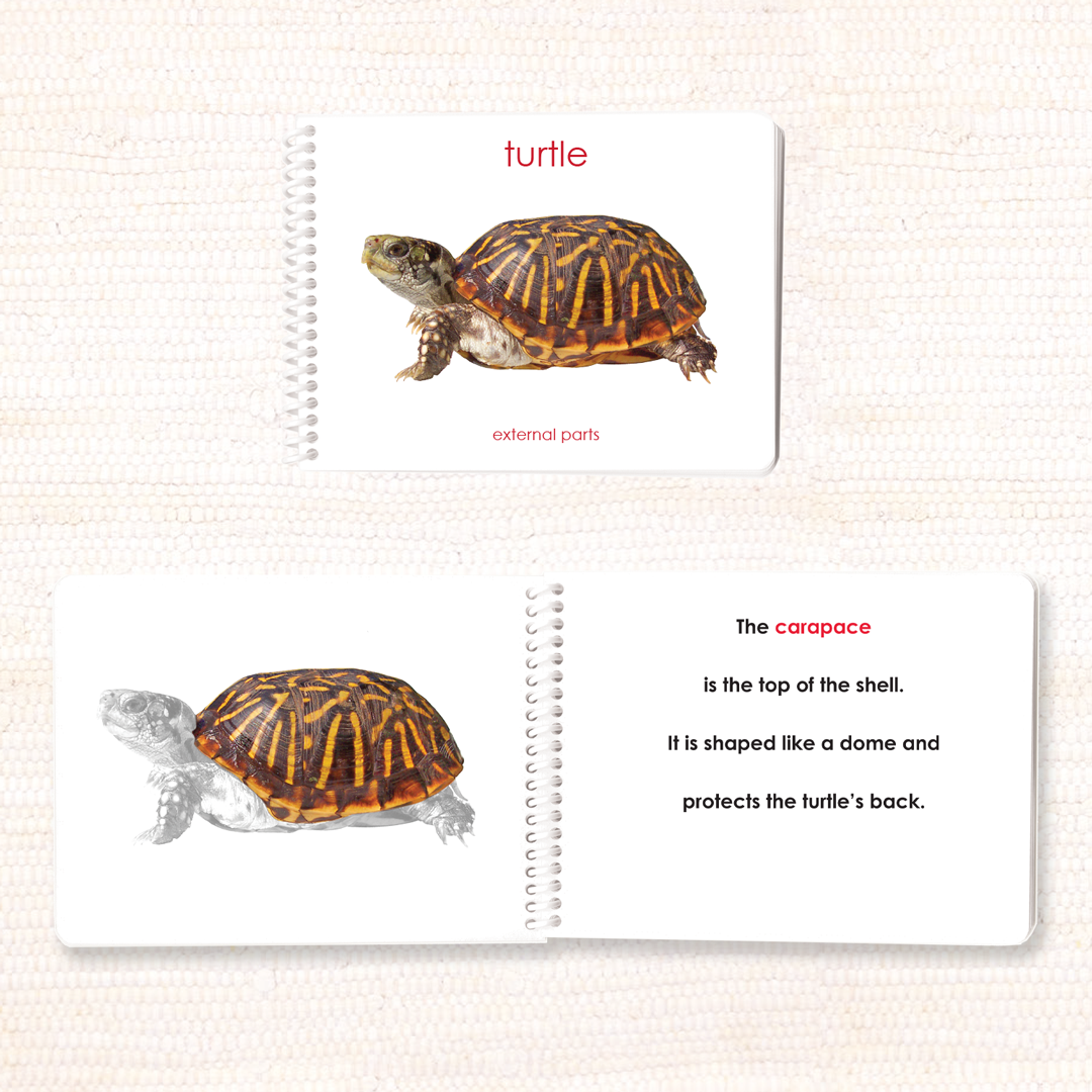 Parts of the Turtle Book