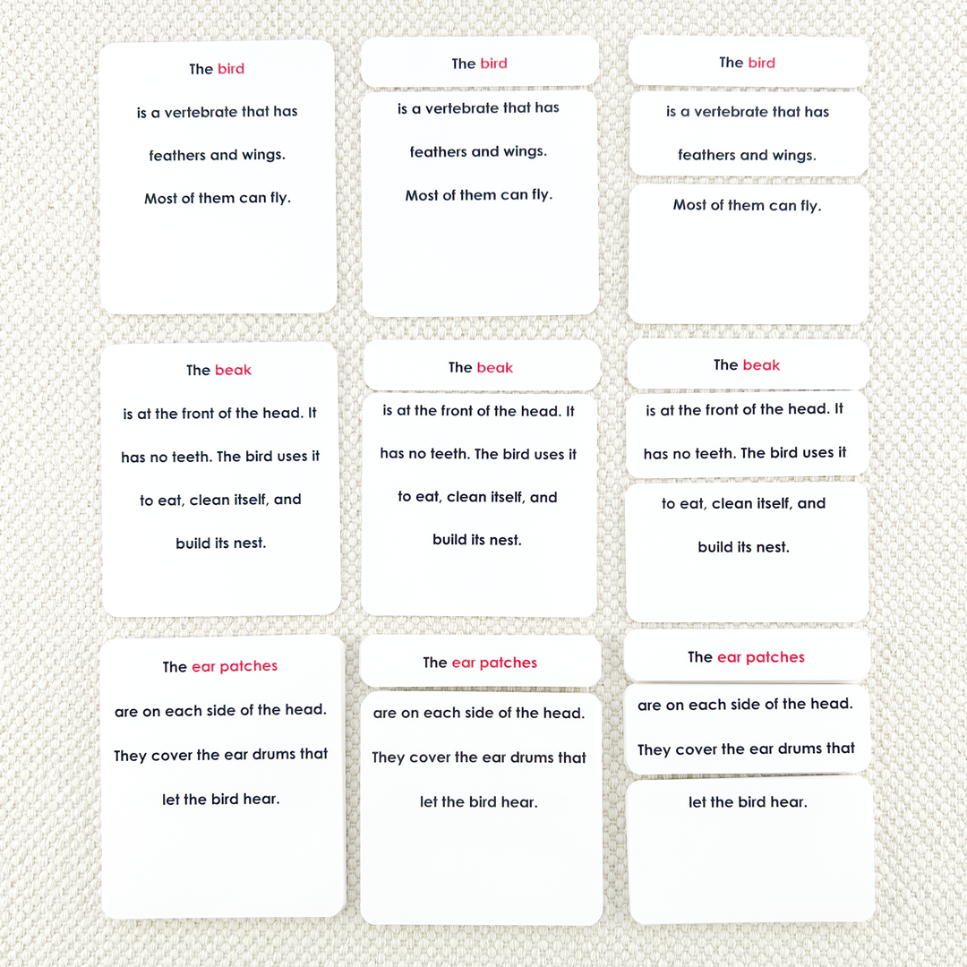 Parts of the Bird Book & Card Set