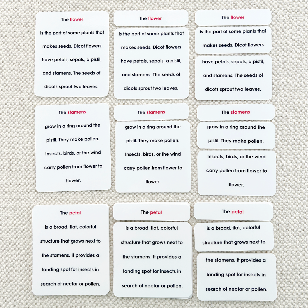 Parts of the Flower (Dicot) Book & Card Set