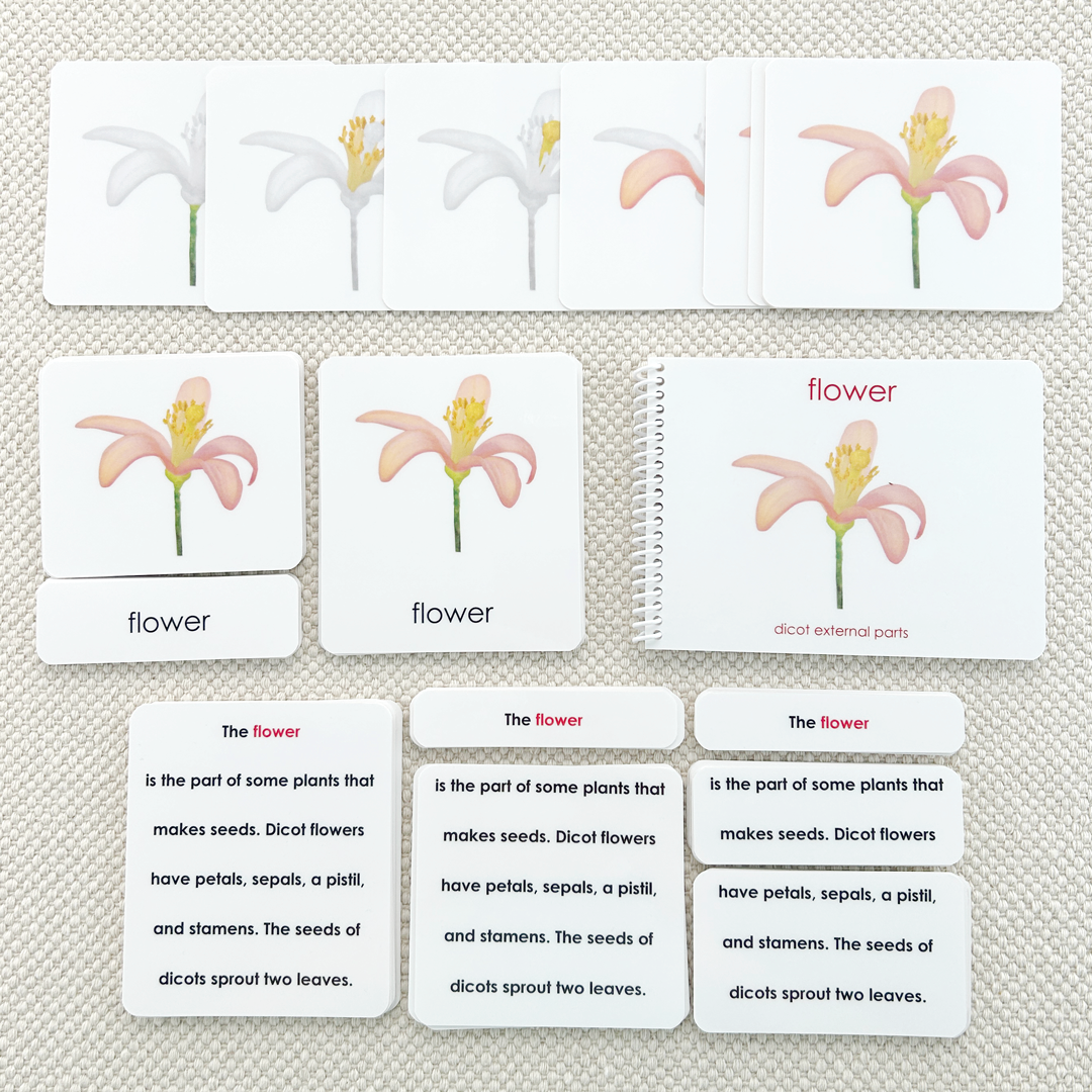 Parts of the Flower (Dicot) Book & Card Set