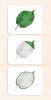 Botany Parts of Vocabulary Card Set