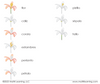Spanish Parts of the Flower (Dicot) 3-Part Cards