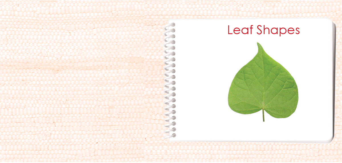 Leaf Shapes (Botany Cabinet) Book - Maitri Learning