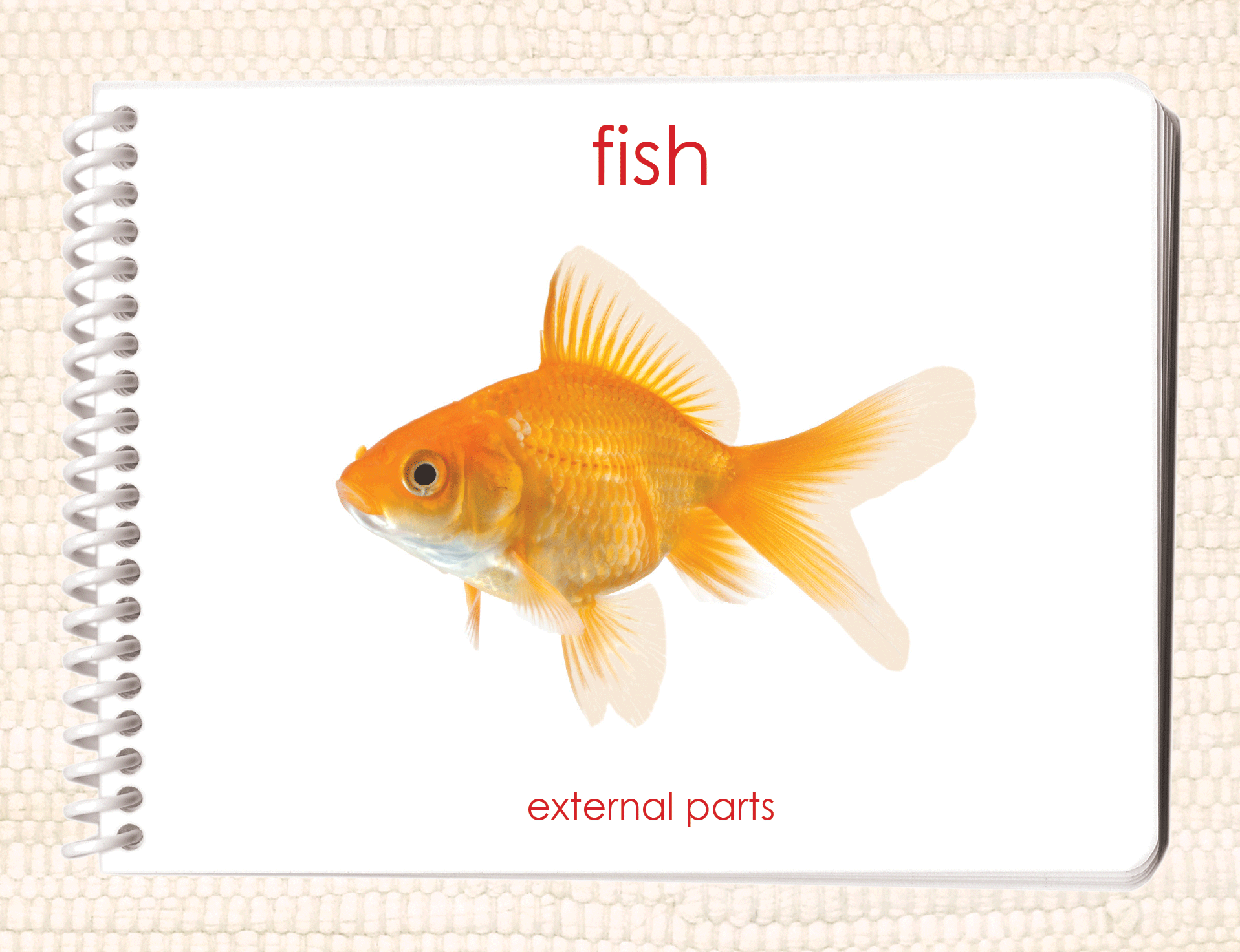 "Parts of" the Fish Book & Card Set - Maitri Learning