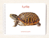 Parts of the Turtle Book & Card Set