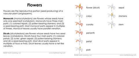 "Parts of" the Flower (Dicot) 3-Part Reading - Maitri Learning