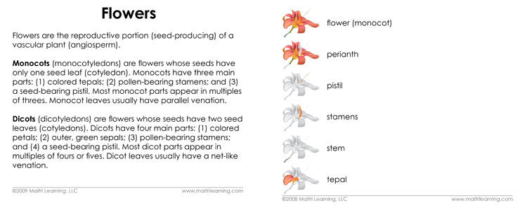 Imperfect "Parts of" the Flower (Monocot) Book - Maitri Learning