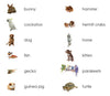 Pets Vocabulary - Maitri Learning