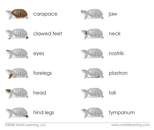 Imperfect "Parts of" the Turtle Book - Maitri Learning