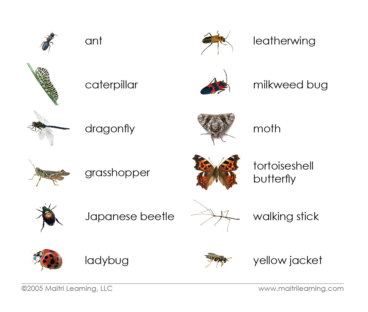 Insects Matching - Maitri Learning