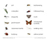 Imperfect Insects Vocabulary