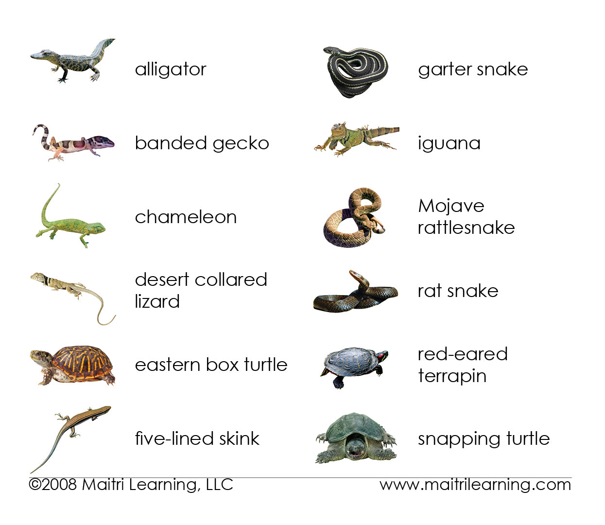 Reptiles Matching - Maitri Learning