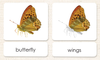 "Parts of" the Butterfly<p>3-Part Reading - Maitri Learning