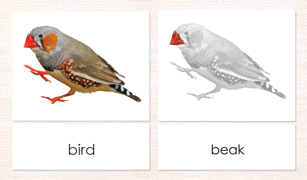 Cardstock Parts of the Bird 3-Part reading cards - Maitri Learning