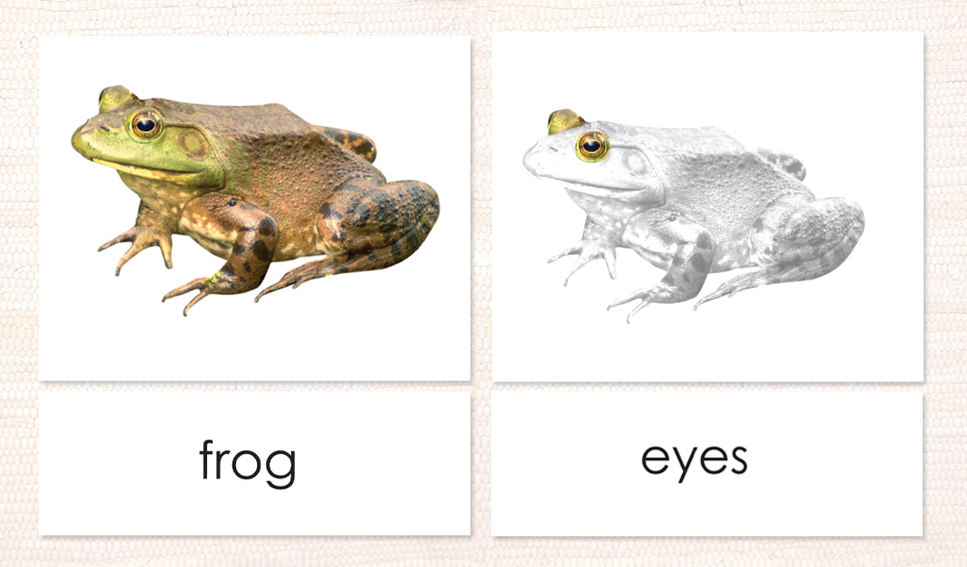 Cardstock Parts of the Frog 3-Part Reading - Maitri Learning