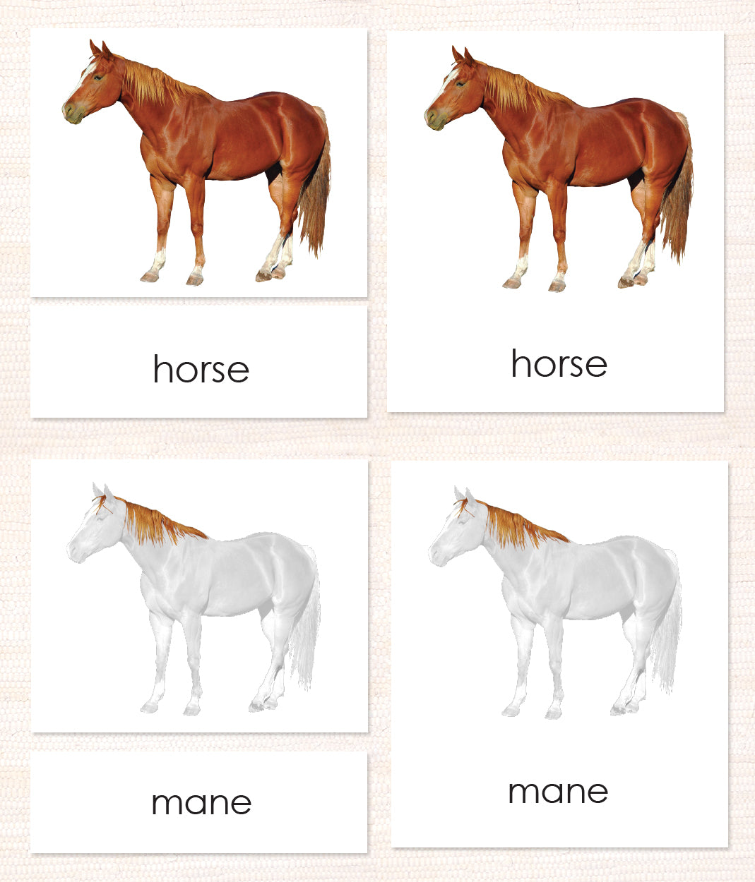 Cardstock Parts of the Horse 3-Part Reading - Maitri Learning