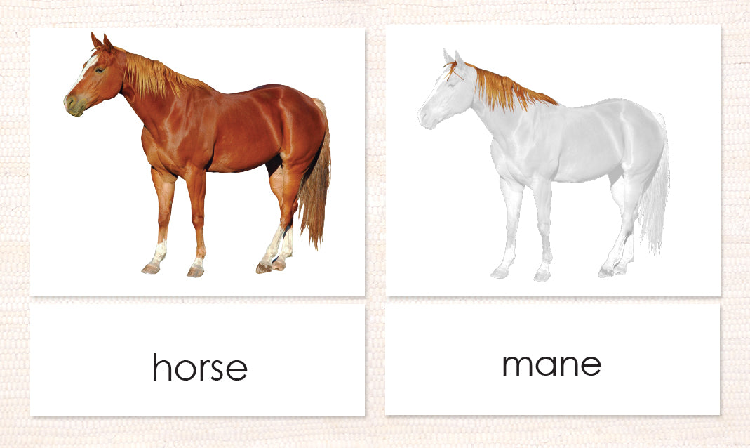 Cardstock Parts of the Horse 3-Part Reading - Maitri Learning