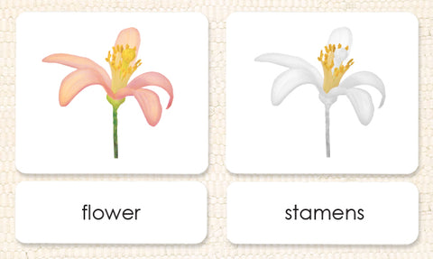 "Parts of" the Flower (Dicot) 3-Part Reading - Maitri Learning
