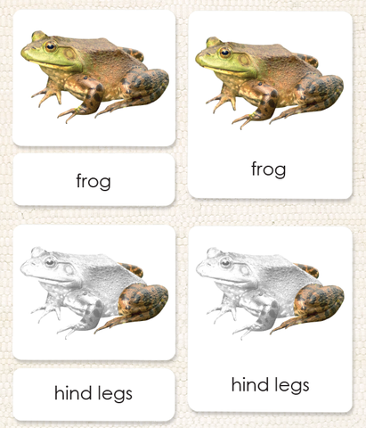 Vertebrates "Parts of" 3-Part Set - Maitri Learning