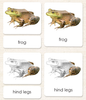 "Parts of" the Frog <p>3-Part Reading - Maitri Learning