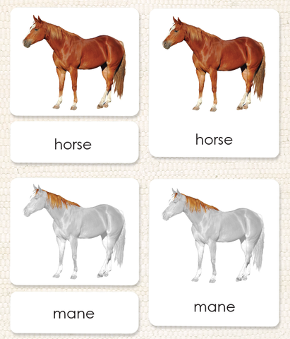 Vertebrates "Parts of" 3-Part Set - Maitri Learning
