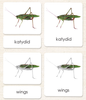 "Parts of" the Katydid<p>3-Part Reading - Maitri Learning