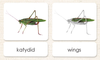 "Parts of" the Katydid<p>3-Part Reading - Maitri Learning