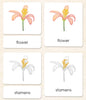 Imperfect "Parts of" the Flower (Dicot) 3-Part Reading - Maitri Learning