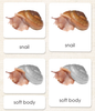 "Parts of" the Snail<p>3-Part Reading - Maitri Learning