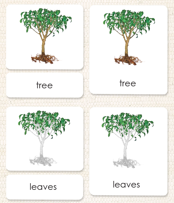 "Parts of" the Tree<p>3-Part Reading - Maitri Learning