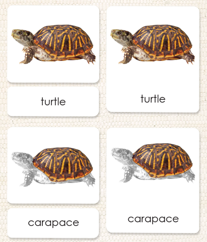 Vertebrates "Parts of" 3-Part Set - Maitri Learning