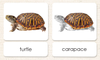 "Parts of" the Turtle <p>3-Part Reading - Maitri Learning