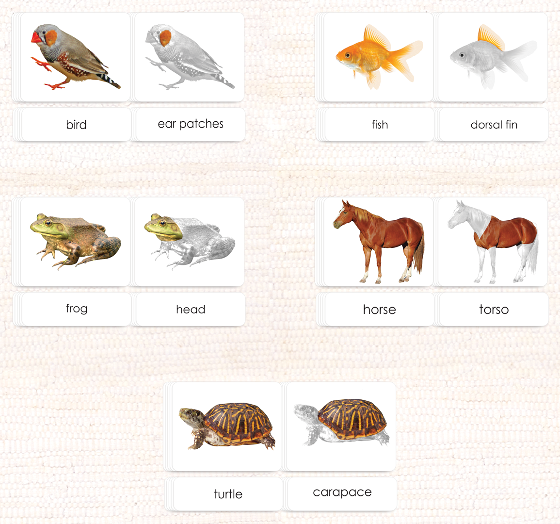 Vertebrates "Parts of" 3-Part Set - Maitri Learning