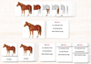 Parts of the Horse Book & Card Set