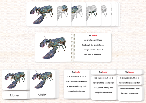 Invertebrates "Parts of" Book & Card Set/5 - Maitri Learning