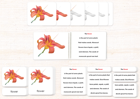 Botany Build-a-Book Bundle - Maitri Learning