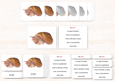Invertebrates "Parts of" Book & Card Set/5 - Maitri Learning