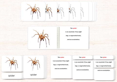 Invertebrates "Parts of" Book & Card Set/5 - Maitri Learning