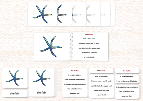 Invertebrates "Parts of" Book & Card Set/5 - Maitri Learning