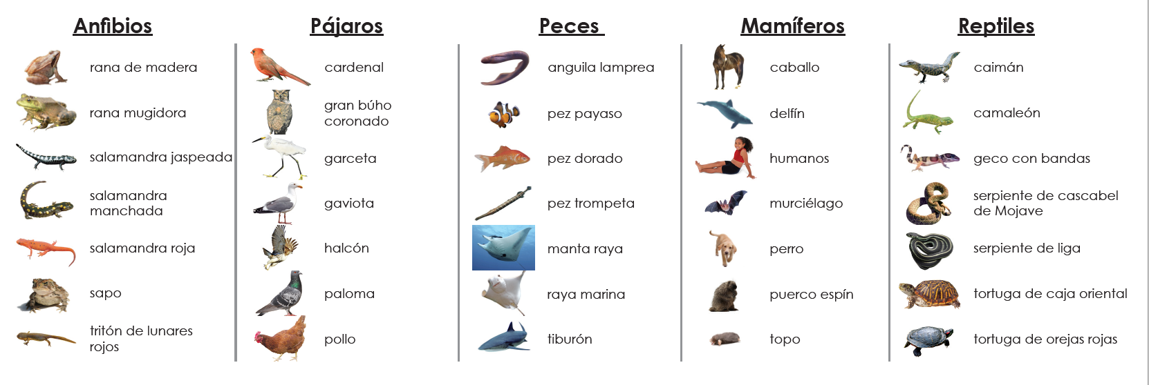Spanish Vertebrate Classes Sorting - Maitri Learning