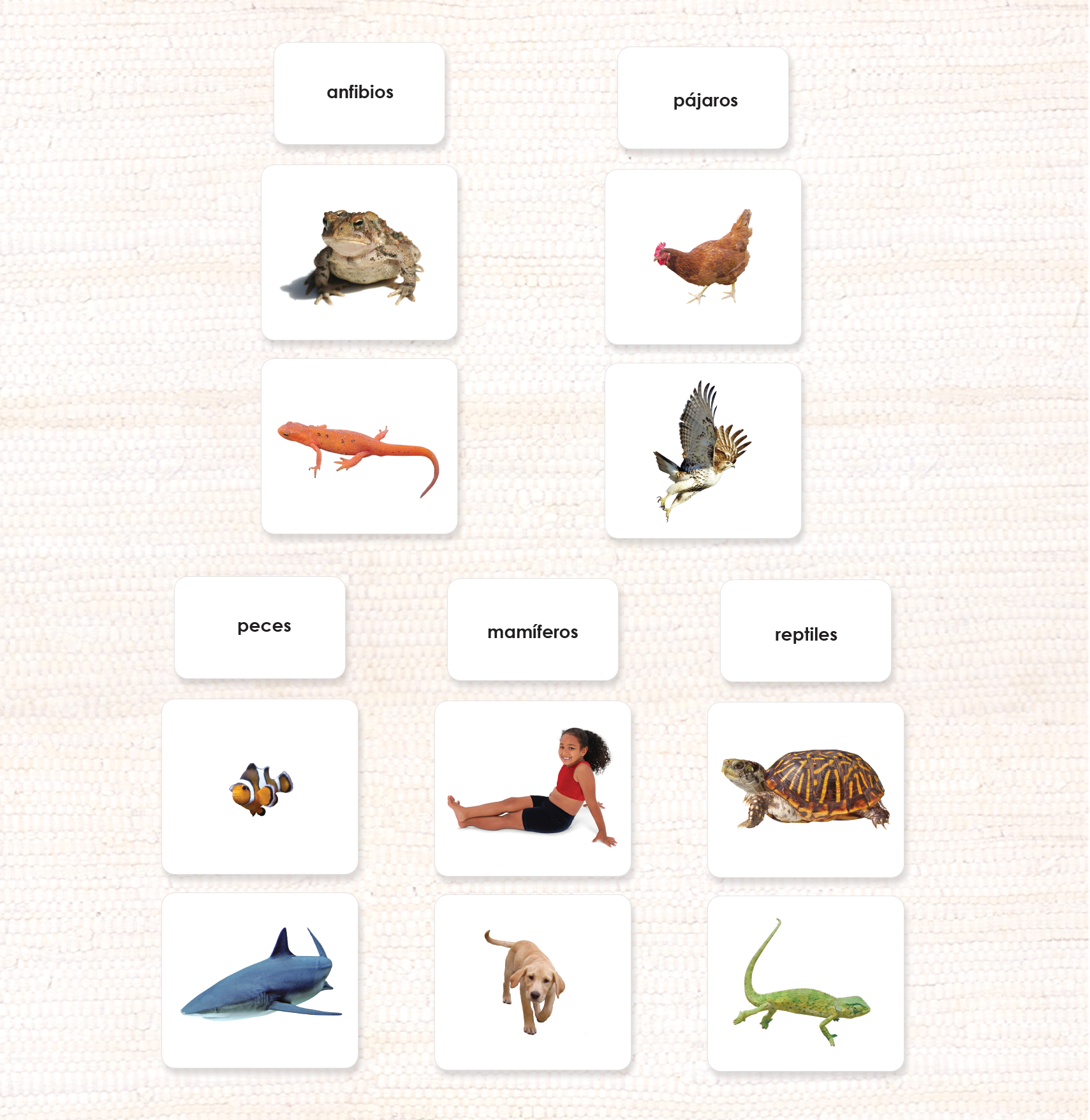 Spanish Vertebrate Classes Sorting - Maitri Learning